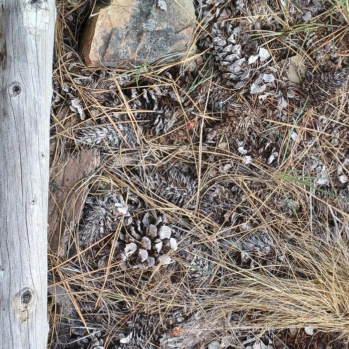 [Thumbnail for 9.-Pine-cones.jpg]