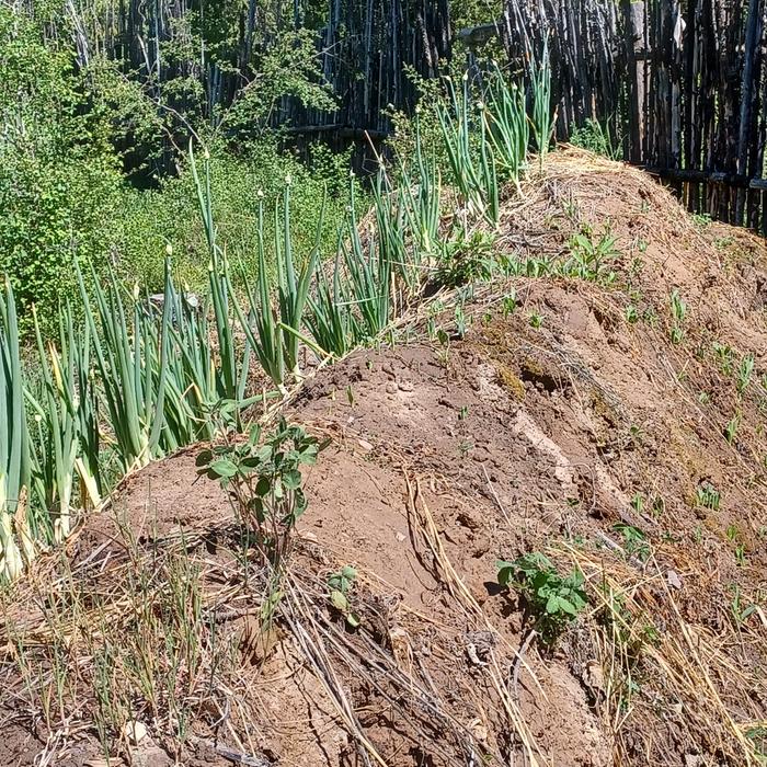 [Thumbnail for 18-Corn-Hugel.jpg]