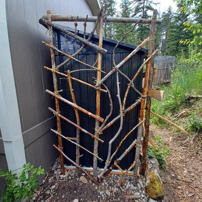 [Thumbnail for Covering-the-new-shed-with-trellis-.jpg]