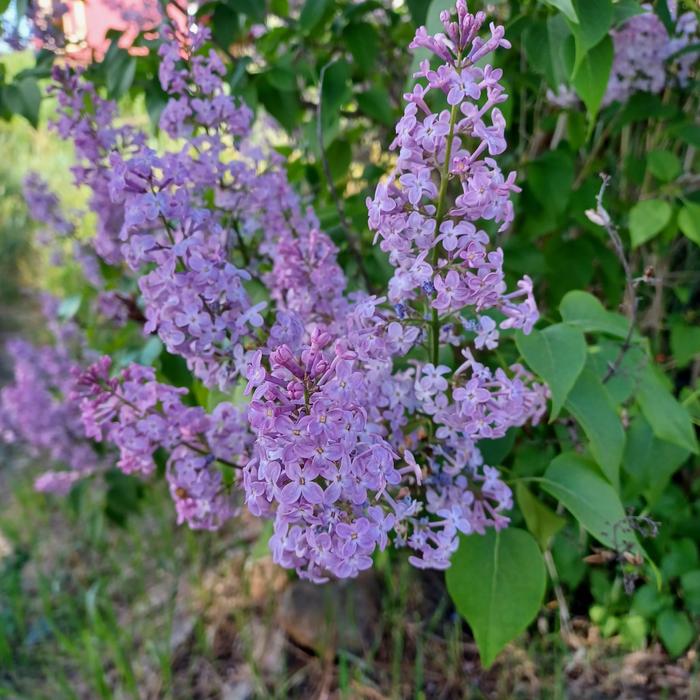 [Thumbnail for lilacs.jpg]