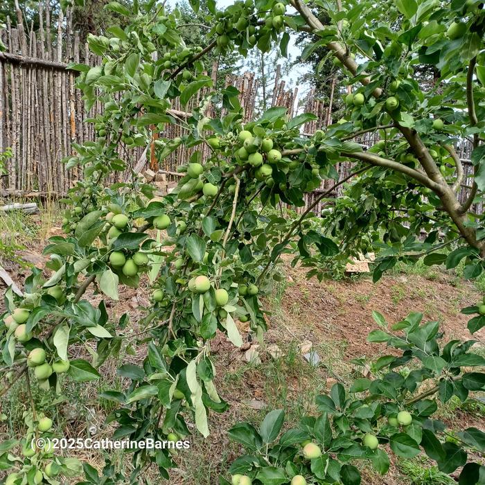 Apples in the backyard at wheaton labs with a junkpole fence in the background