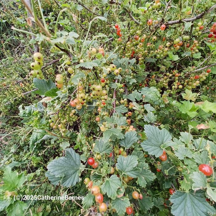 Currants growing in the backyard of the fisher price house at wheaton labs