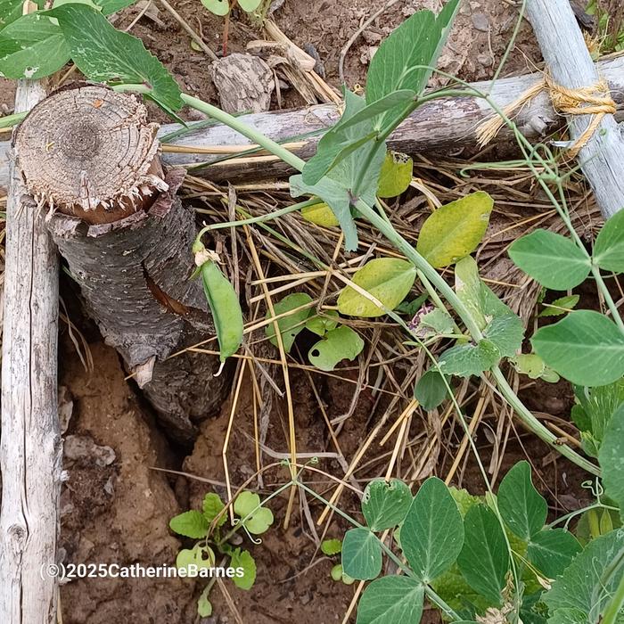 Peas growing on a hugel at wheaton labs. So much fertility from this system!