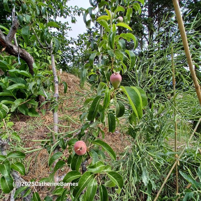 Pears growing at the base of a hugel at the fisher price house at wheaton labs. There is chopped and dropped grass on the hugel to mulch the plants
