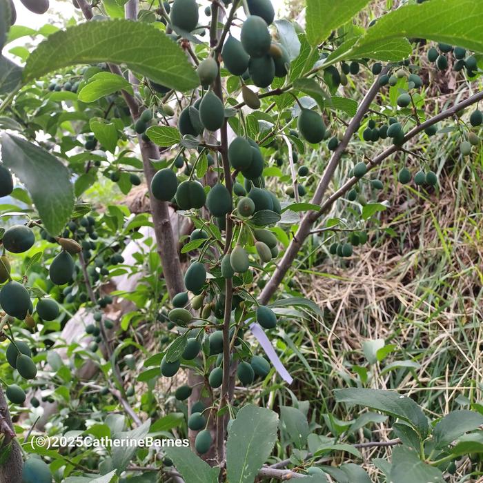 Plums plumping up at the base of a hugelkultur at Wheaton Labs