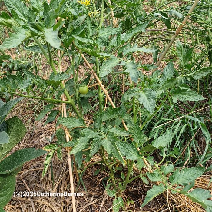 Tomatoes growing in the backyard of the fisher price house at wheaon labs. Chopped and dropped grass is it's mulch.