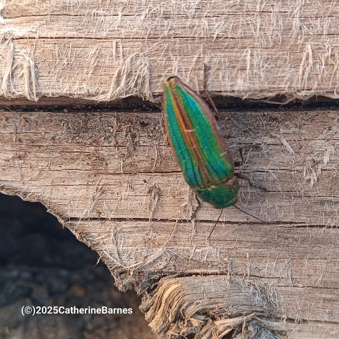 [Thumbnail for Pretty-insect.jpg]