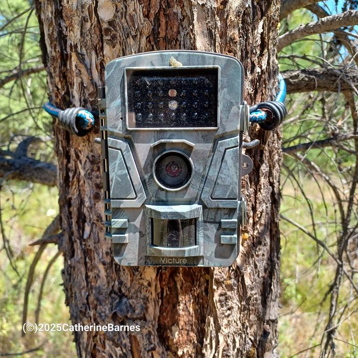 a trail camera held onto a tree by a bungee cord