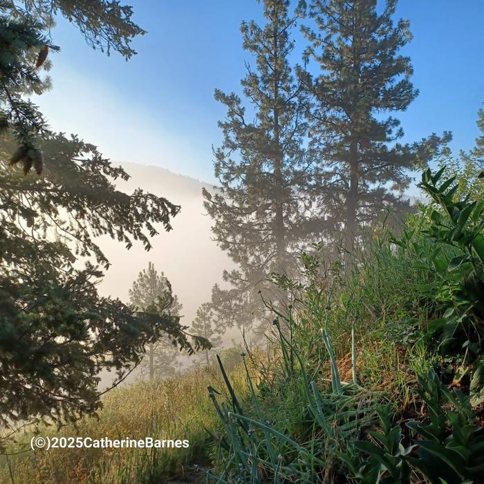 A foggy morning in Montana with two trees and walking onions