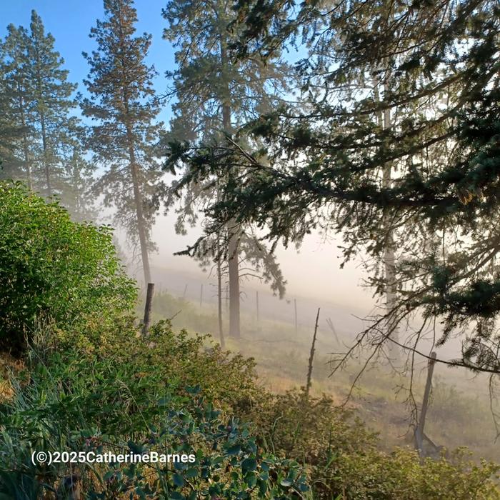 [Thumbnail for July-Fog-Wheaton-Basecamp-1.jpg]