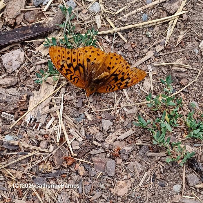[Thumbnail for butterfly.jpg]
