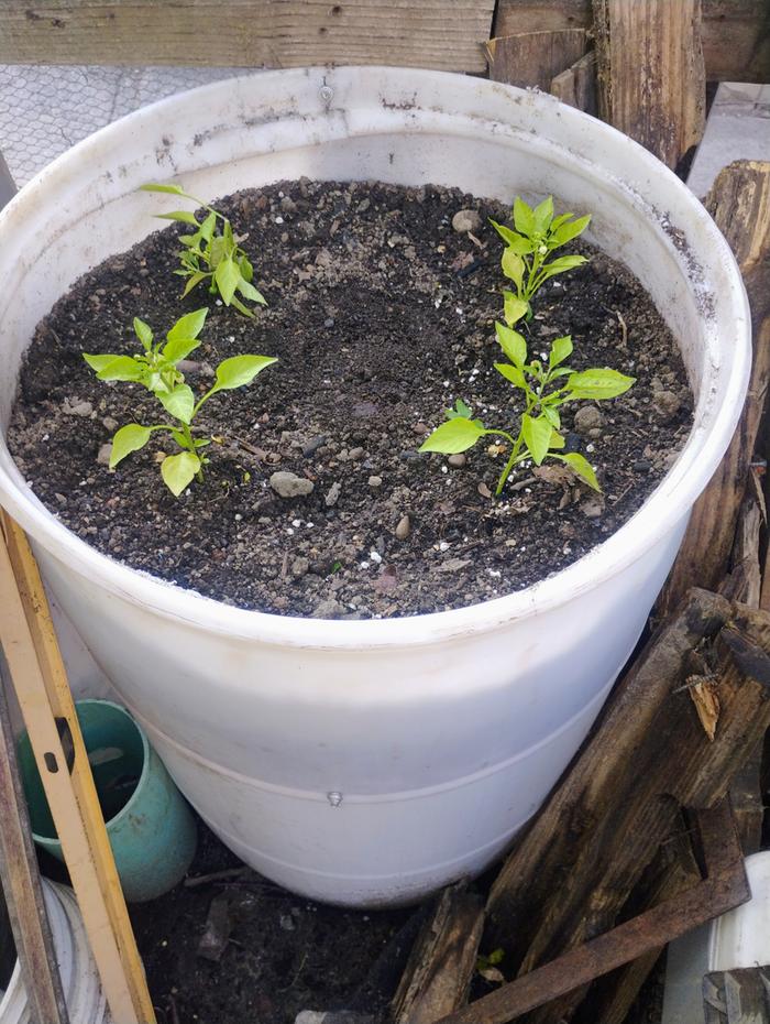 I might replace these with cucumbers 