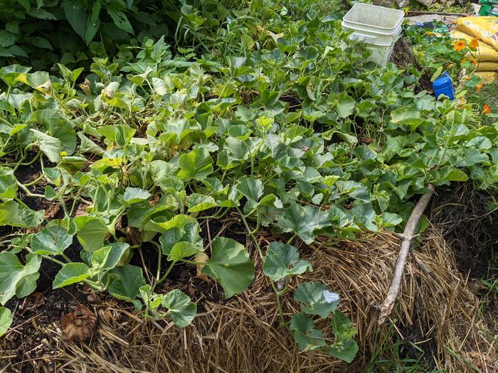 Will I get a crop using tarps or just green compost this year? Either way I think better than nothing...