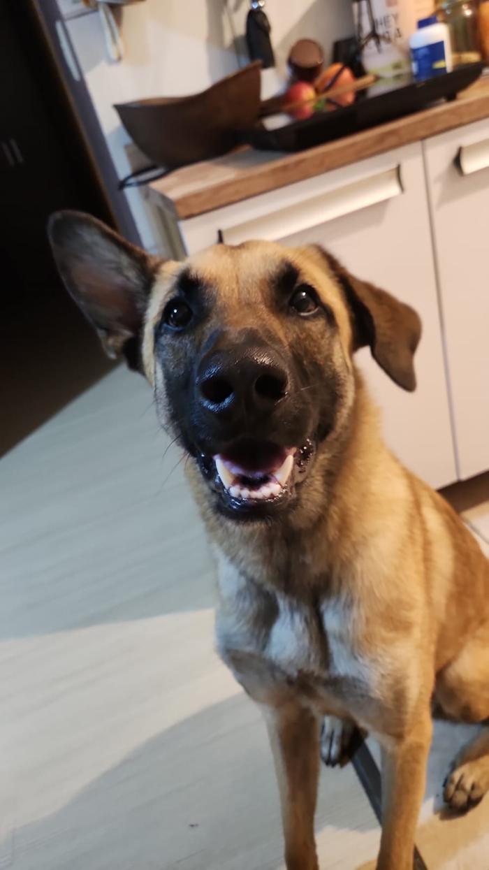lop-eared shepherd