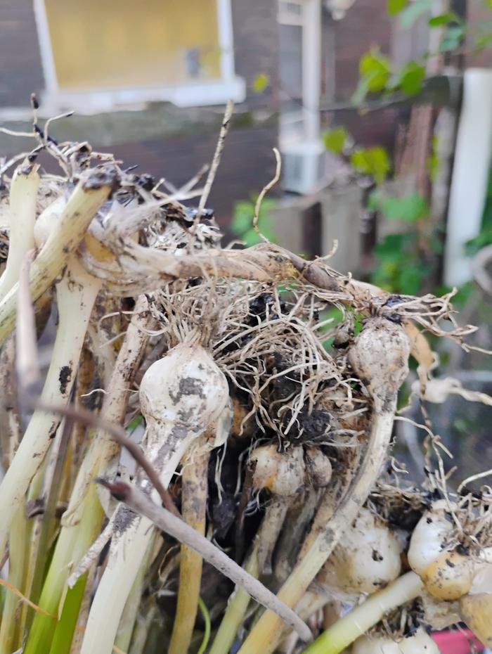 Bulbs