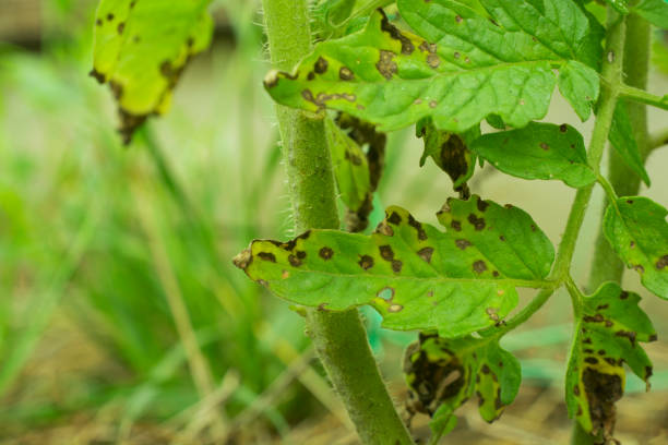 [Thumbnail for Septoria-early-stage.jpg]