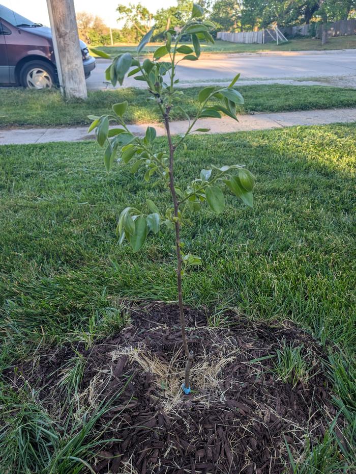 The good tree 