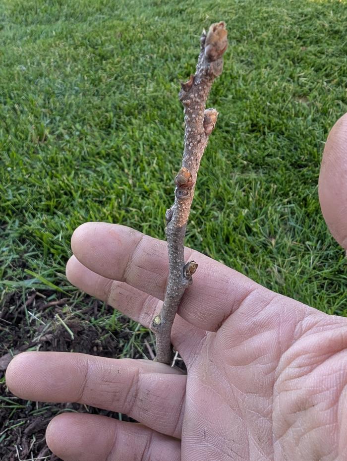 The one that won't leaf out