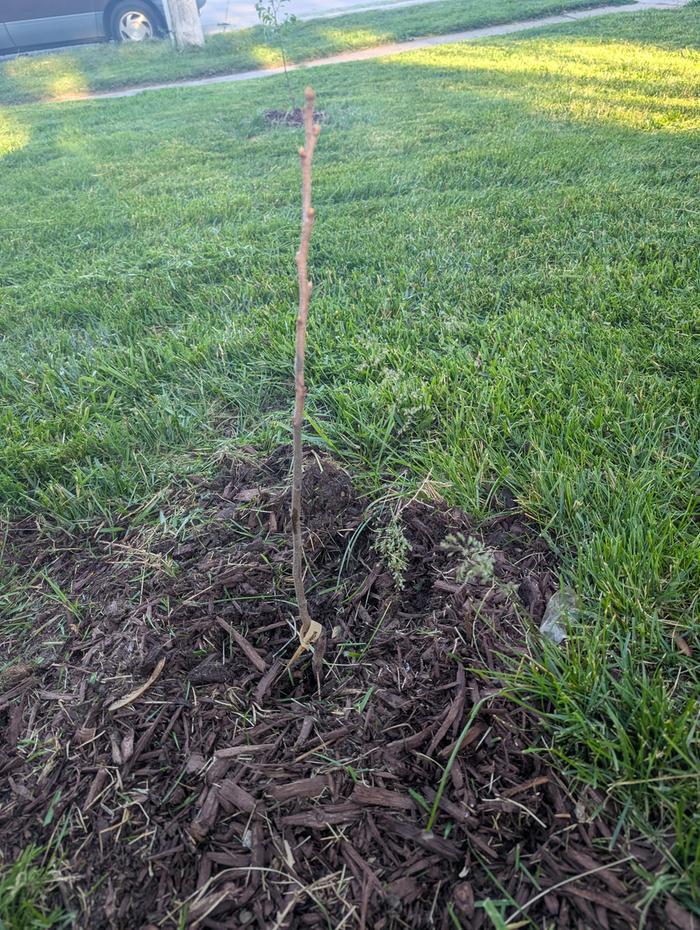 The whole tree
