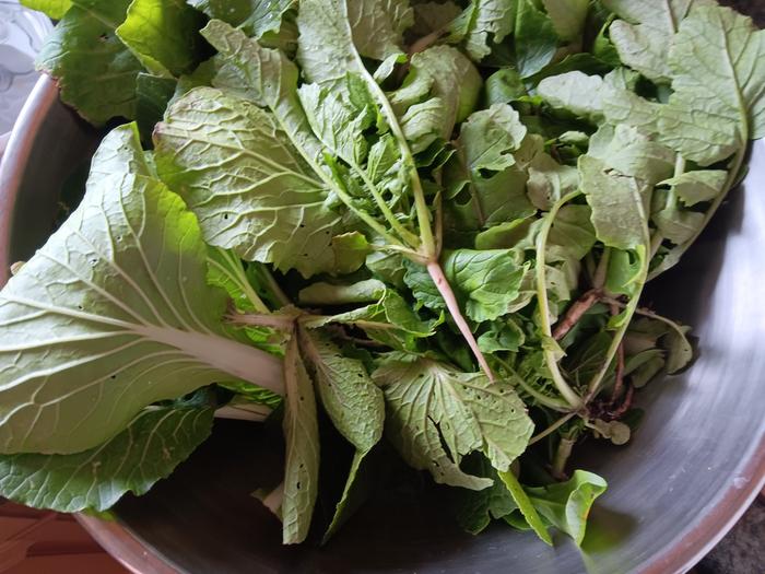 Bowl full of bok choy and chinese cabbage... plus some weed Daikon radishes
