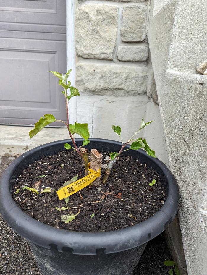 both grafted buds started growing nicely this spring, should I prune one of them or let them both grow?