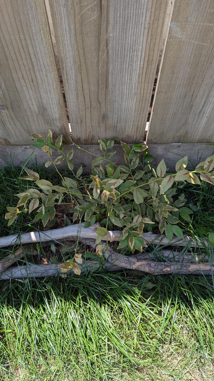even in the shade the blueberry leaves are shrivelling and appear dry