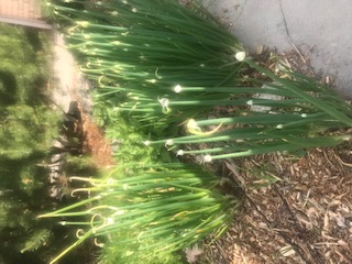 Egyptian Walking Onions, just starting to bloom
