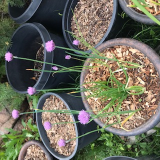 transplanted "onions" blossomed just like chives