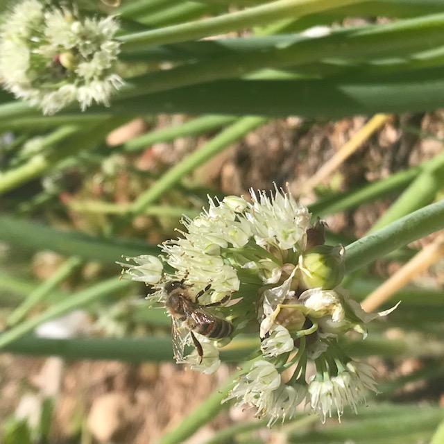 And I saw some bees pollinating them!
