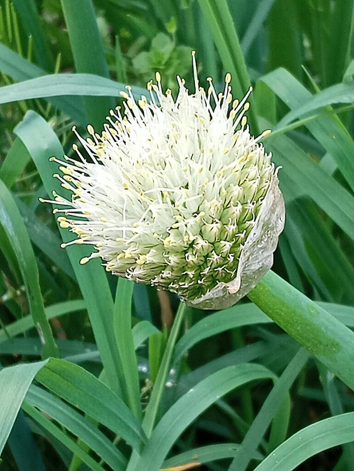 A. Fistulosum 