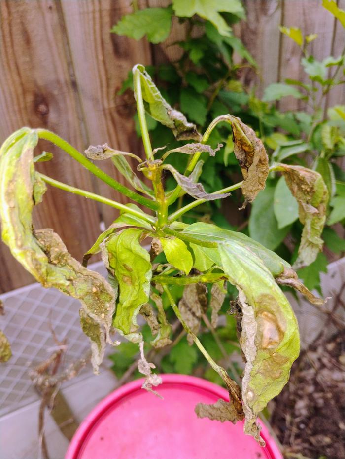 Sunchokes