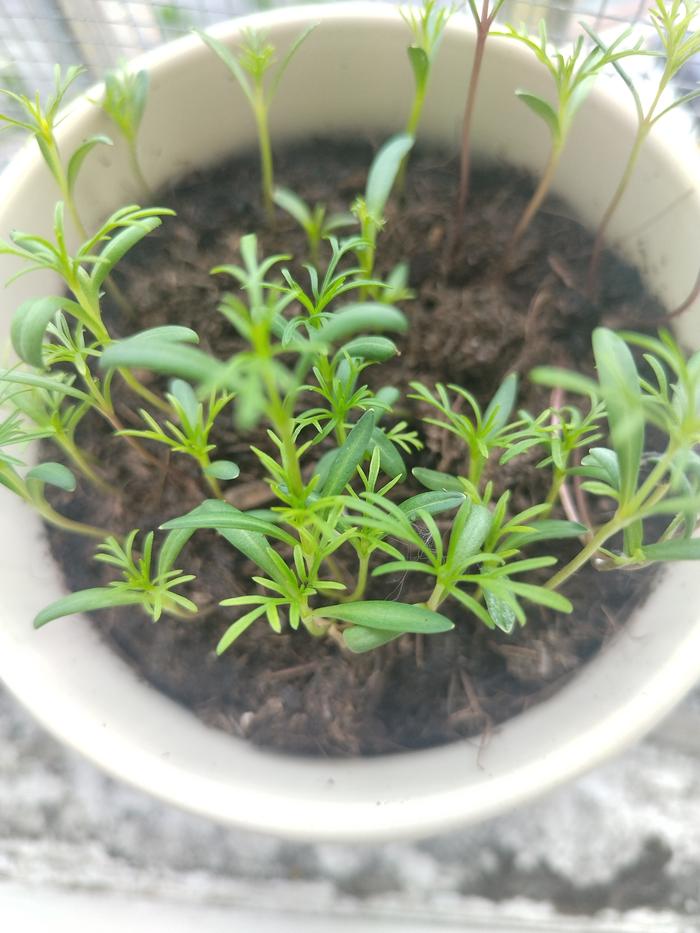 over crowded seedlings in a pot