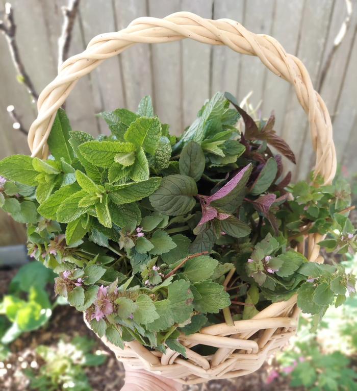 herbs to dry for tea - mint and dead nettle from the garden