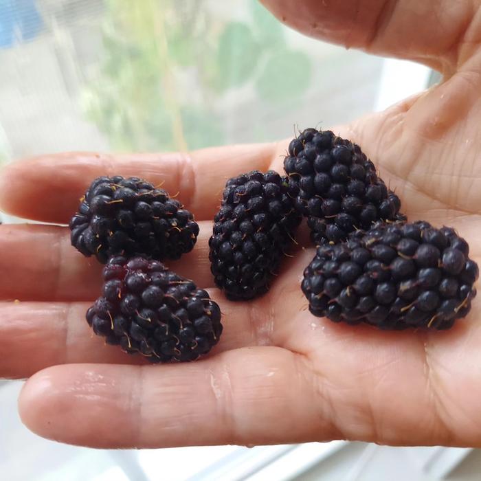 a few of the first marion berries from the garden last year