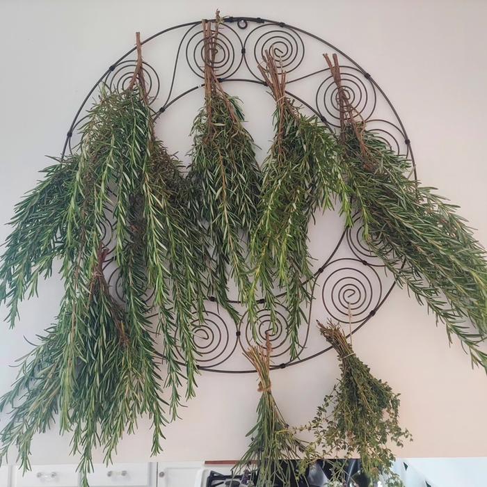 herbs drying in the kitchen