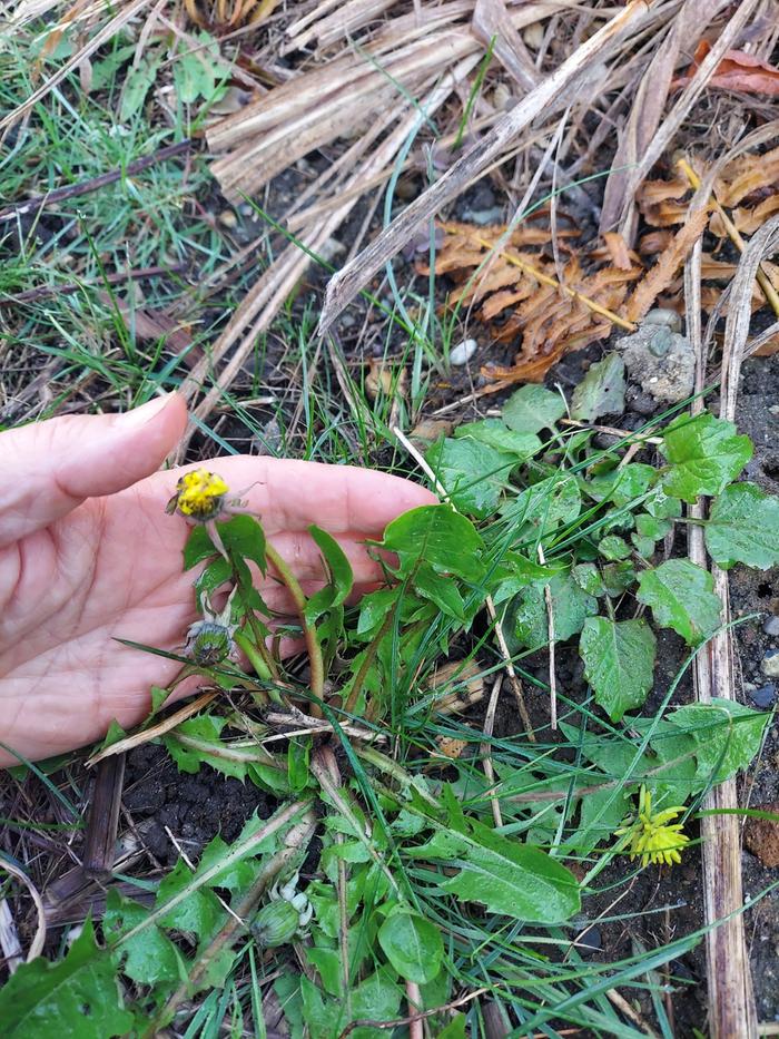 dandelions growing in UNimproved soil (hand for scale)