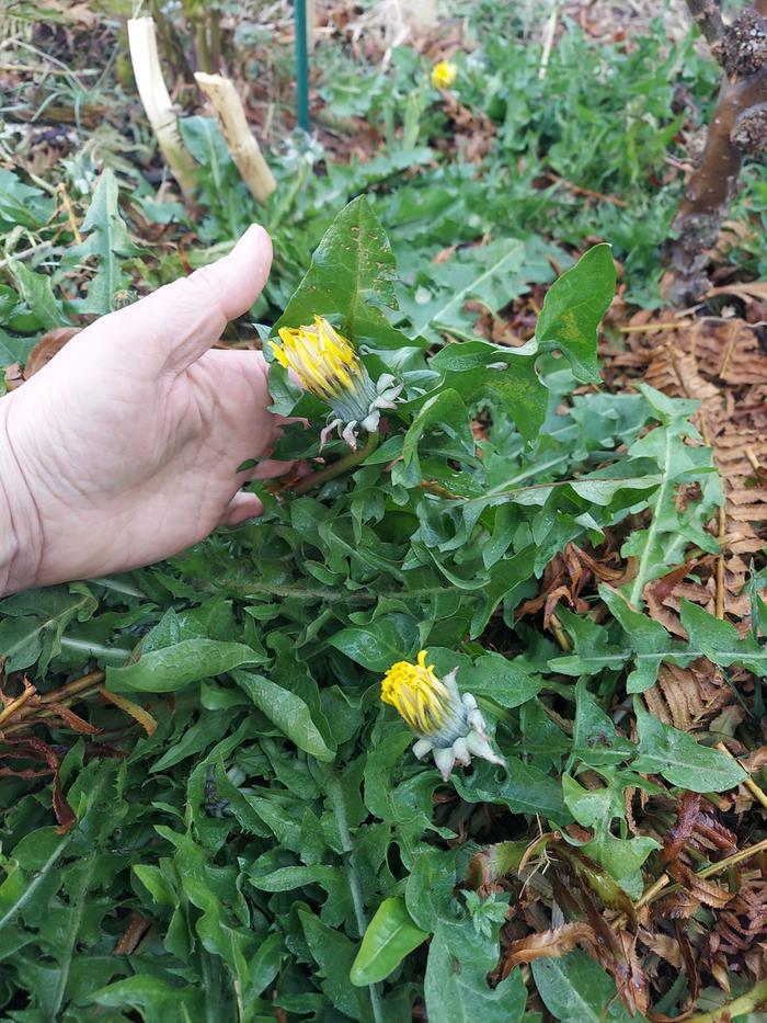 dandelions growing in improved soil just inches away, photo at same time (hand for scale)