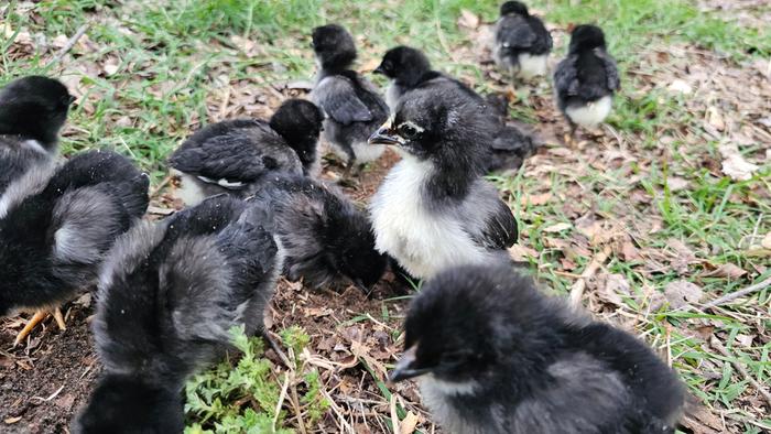 Baby Jersey Giants Playing