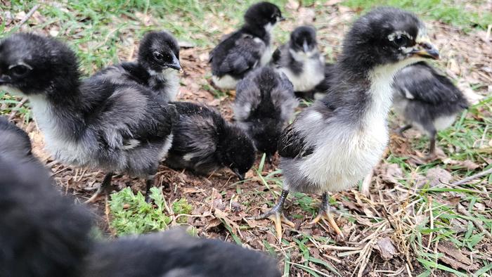 Baby Jersey Giants Playing