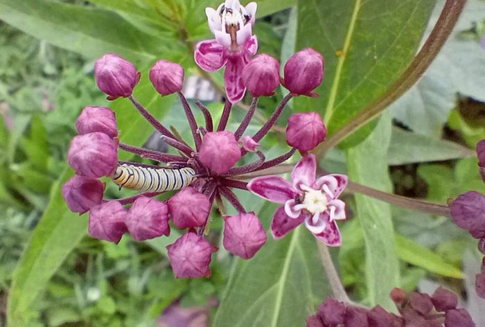 Swamp milkweed