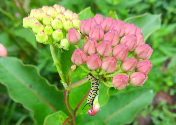 Purple milkweed 