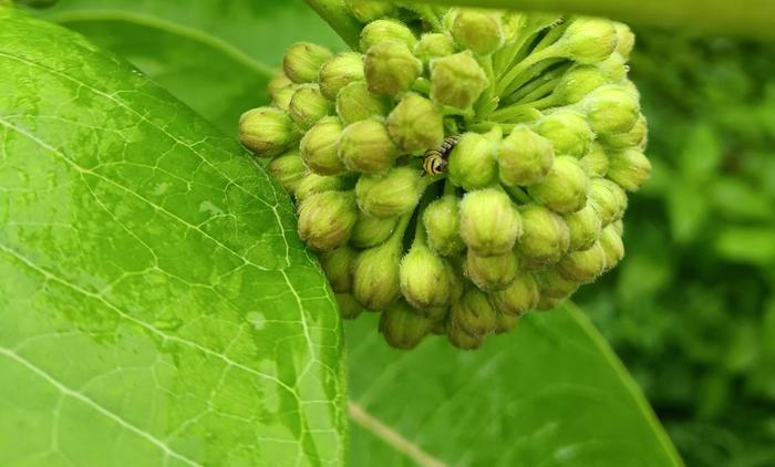 Common milkweed