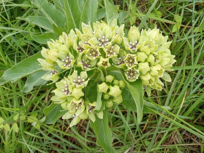 Wild spider milkweed