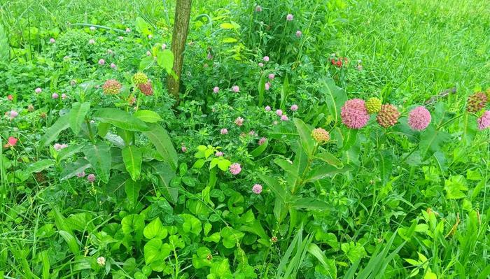 Purple milkweeds in tree guild