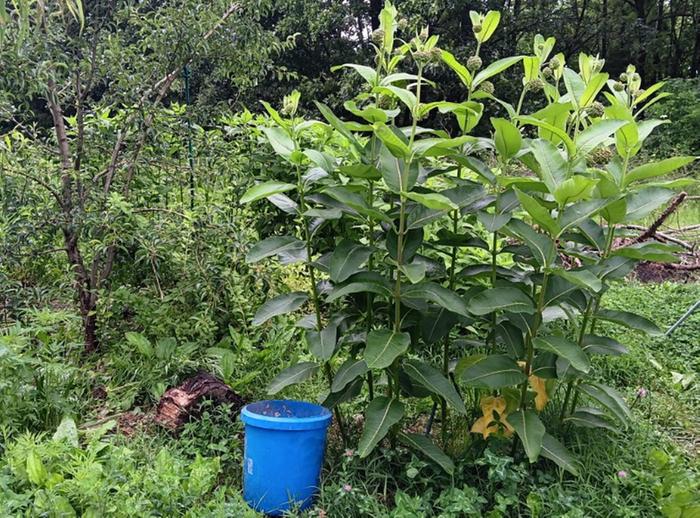  Common milkweed 6 ft tall