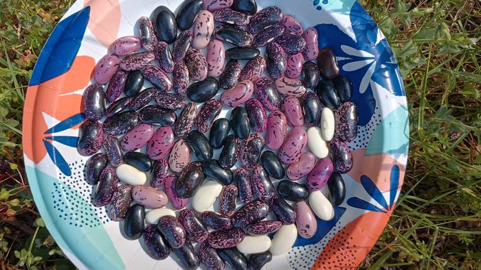 diversity in phaseolus coccineus