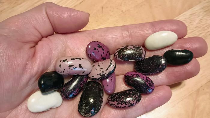 a handful of colourful beans