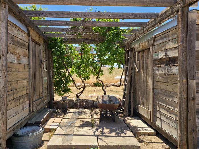 creating shade with grapevines