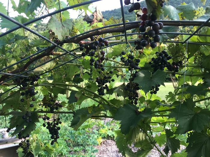 grape trellis from cattle panel arch