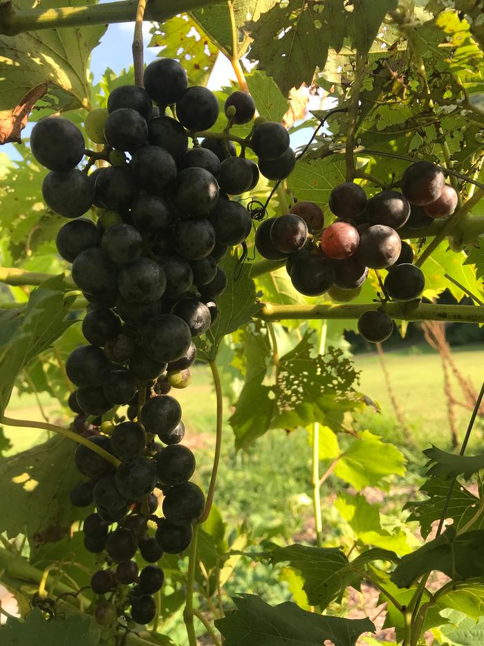 a beautiful bunch of grapes